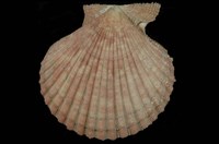 藏品(高貴海扇蛤)的圖片